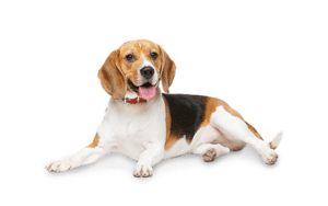 Perrito3_550x345